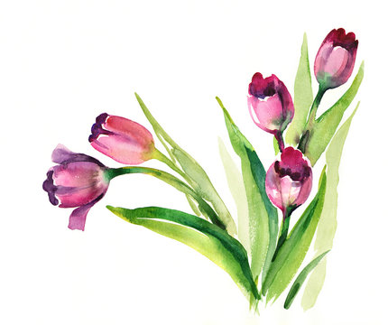 Watercolor -Purple Tulips-
