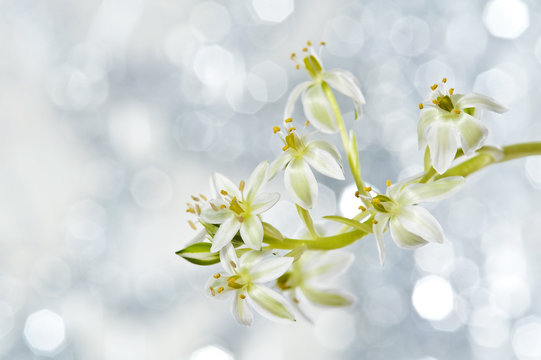 spring flower ornithogalum and bokeh