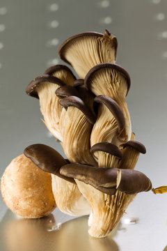 Champignon pleurotte