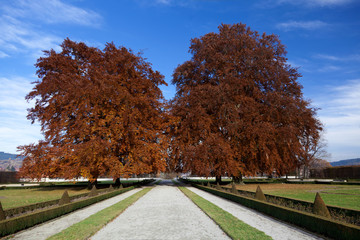 Fall colours on Oak trees in Krumlov's Palatial gardens
