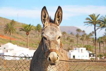 Esel auf Lanzarote