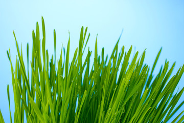 Green grass on blue dackground closeup