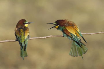 Bee eater