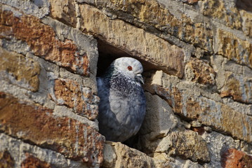 pigeon in the wall