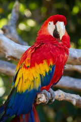 Parrot