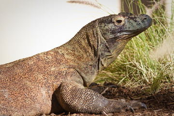 Komodo dragon