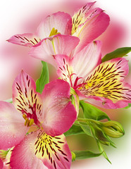 Obraz na płótnie Canvas Bouquet of pink flowers