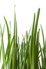 grass