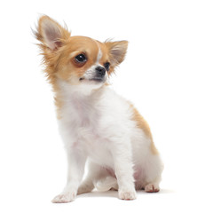 chiot chihuahua
