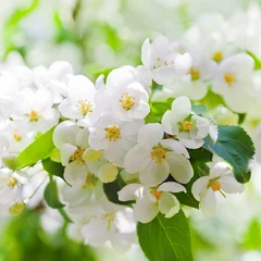 Photo sur Plexiglas Macro fleurs de pommier au printemps