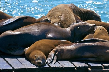 Fototapeta premium San Francisco Sea Lion