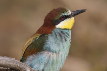 Bee eater