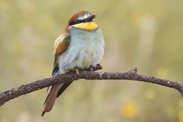 Fototapeta premium Bee eater