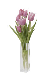 bunch of Tulips in a vase