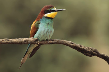 Bee eater