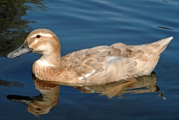 Duck Hybrid