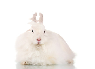 Fluffy white rabbit isolated on white