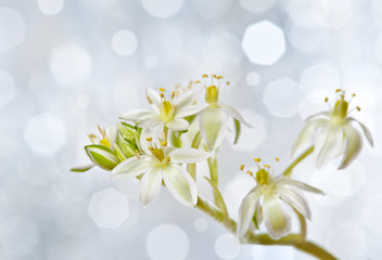 Fototapeta na wymiar spring flower ornithogalum and light background