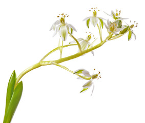 ornithogalum spring flower isolated