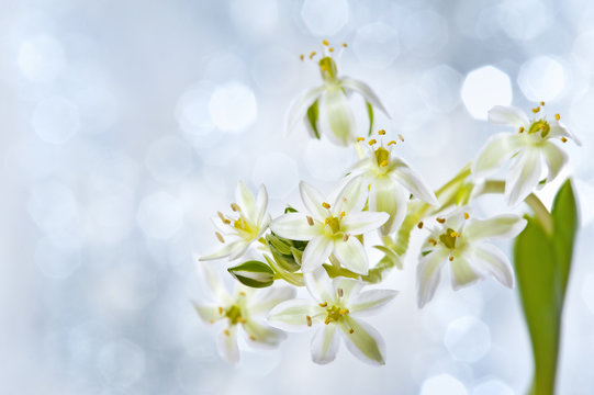 spring flower ornithogalum and bokeh background