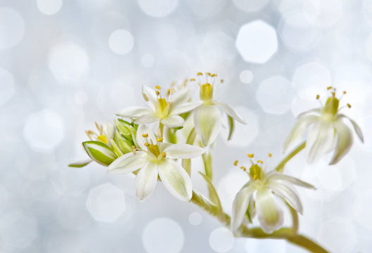 spring flower ornithogalum and light background