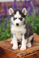 Obraz premium Siberian Husky Sitting on Crate