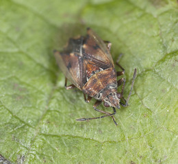 Hemipteron sitting on leaf, extreme close-up