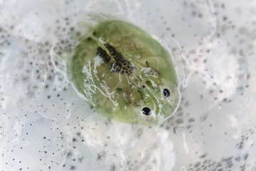 Freshwater lice on trout, extreme close-up