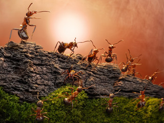 defence of great wall, ants guard border of federation