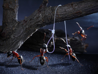 ants execute for loss of native smell, lynch law, thriller