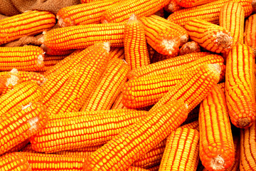 Yellow corn