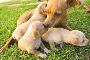 female dog cares for litter of three cute puppies