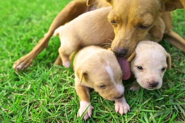 litter of puppies with mother