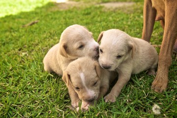 litter of puppies playing on the lawn