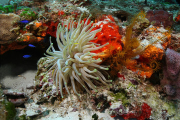 Naklejka na ściany i meble Giant Sea Anemone na Coral Reef - Cozumel, Meksyk
