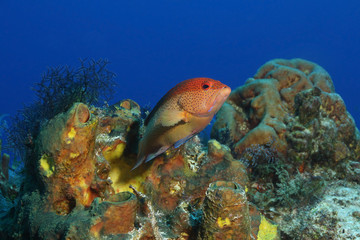 Coney (Cephalopholis fulva) on a Coral Reef - Cozumel