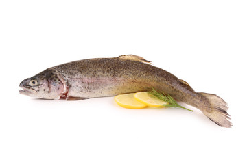 isolated trout