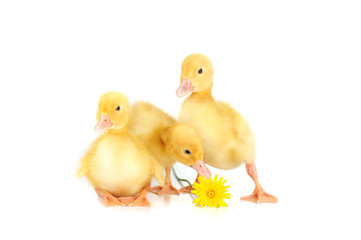 yellow fluffy ducklings