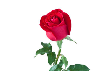 beautiful red rose isolated on white background,with clipping pa