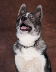 chiot husky de 4 mois