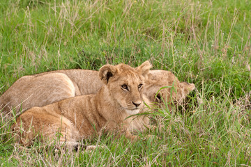Fototapeta na wymiar Two lion cubs lying on the grass in african savannah, Masai Mara
