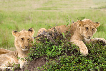 Two lion cubs lying on the grass in african savannah, Masai Mara