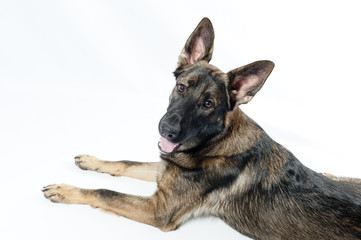 Dog
