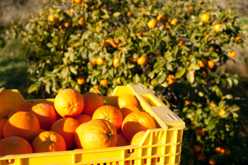 Orange harvest