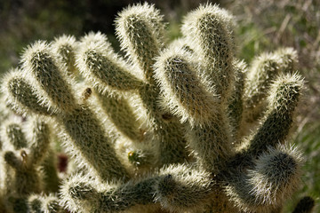 Teddy Bear Cholla