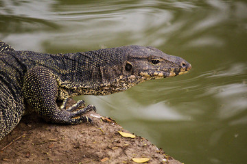 Water Monitor Lizard