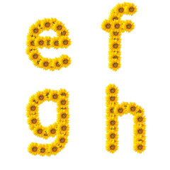Obraz premium sunflower alphabet isolated on white background