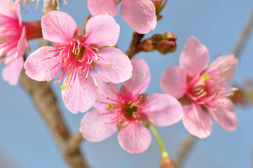 Close up of Cherry Blossom Thai's Sakura