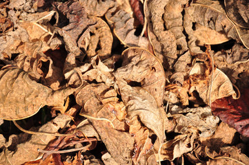 Lot of  dry leaves lying on the ground