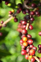 coffee berry on tree